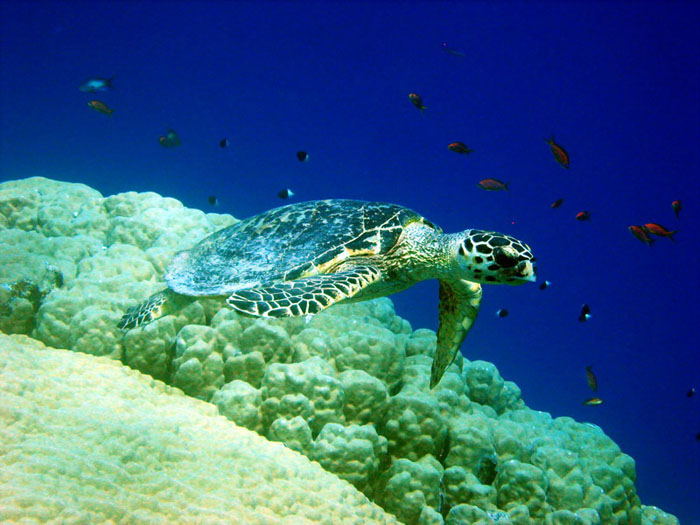 Red Sea